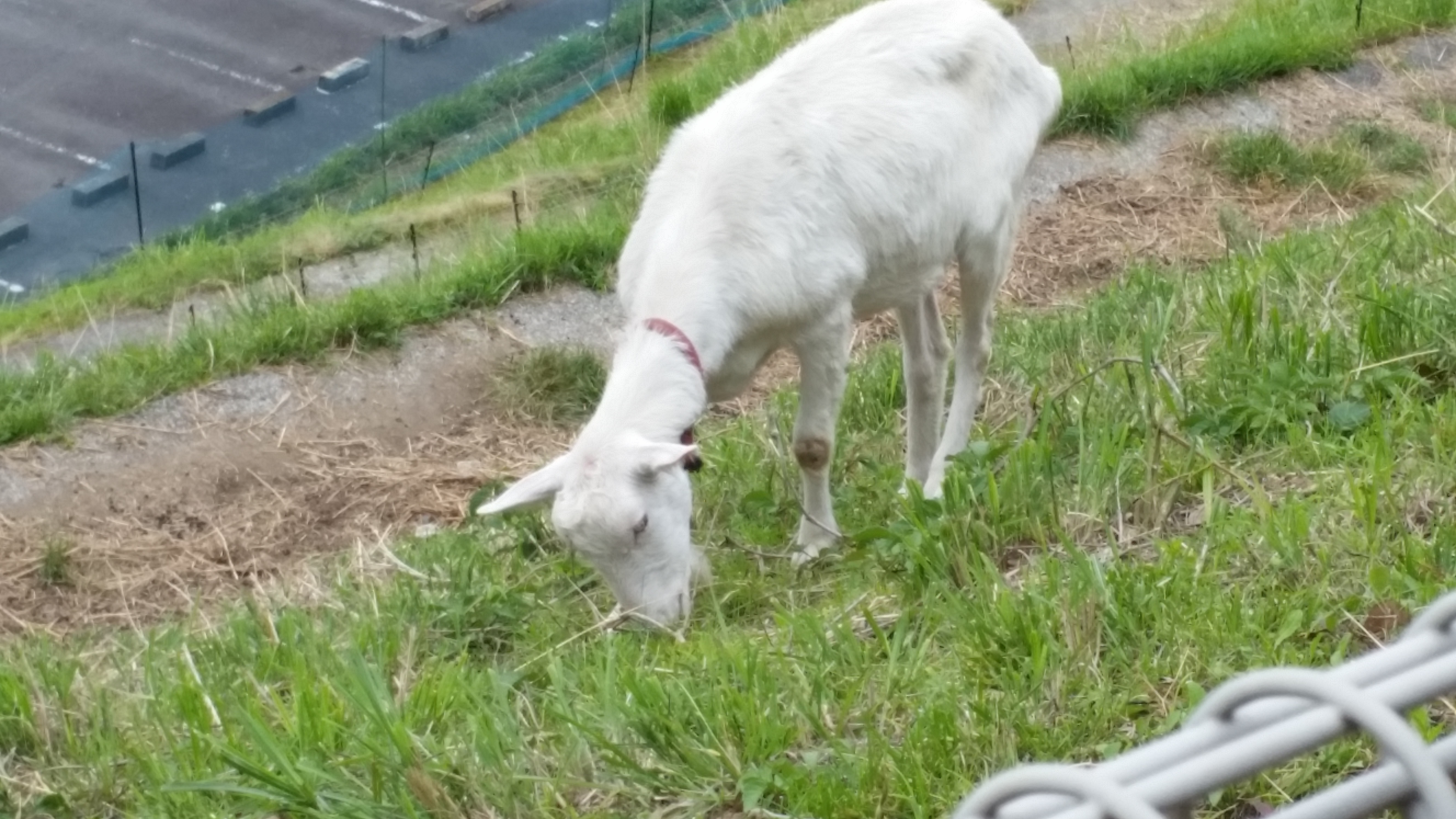 多摩センターにいったらヤギがいた～動物を活用したマーケティング